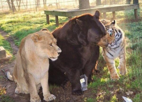 OMGFacts's tweet image. A lion, a tiger and a bear! These three have been friends and living together for 12 years.