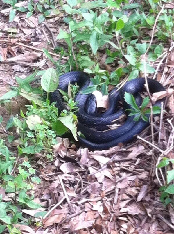 ThomasLillie's tweet photo. I came upon this ugly black slither snake today....😂😂 I screamed and ran for my dear life inside.!😵😂😂😂 http://t.co/vBt4DEAJ2e