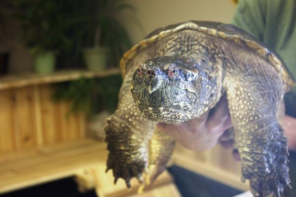 OntarioTurtleCC's tweet photo. #turtles at the Market today! Paddy and @@KateSiena @PtboWedMarket for #7daysofgreen See you there! http://t.co/TSL9j0gb9E
