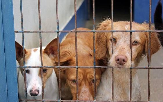 hoyextremadura's tweet photo. Don Benito | Mejoras en el control de los perros abandonados http://t.co/f2PgnlHWUM http://t.co/PP716ervAg