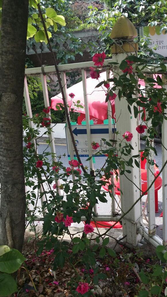 wonsoonpark's tweet photo. ♥♥ ♥♥ “@shygirlsina: 투표소가는길에 예쁜장미도있었네요♡엄마와함께 투표완료^^ @wonsoonpark http://t.co/aW0KRvsvQz”