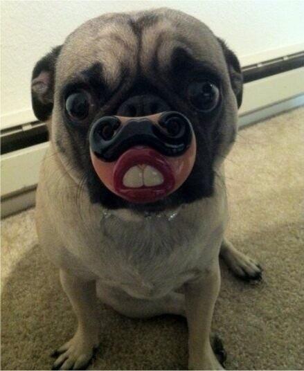 25SAS's tweet photo. #pug #dog #dummy http://t.co/tnNQAh6is2