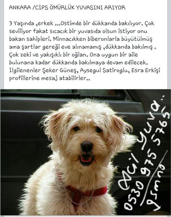 pi_nary's tweet photo. @YuvaAriyorum @AcilYuva @evsiz_hayvanlar @yuvasizsiniz @canavar2013 @sokakcanlari @sokakhayvanlari @sokakedisiayten http://t.co/9fXuqFpDJM