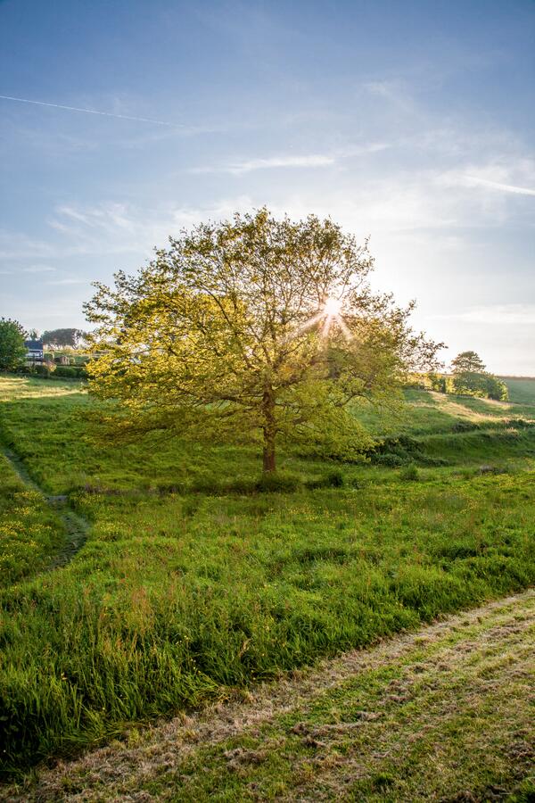 TLRPhotography1's tweet photo. Spring Time Tree #ydgtil http://t.co/nxIXgcwSw6