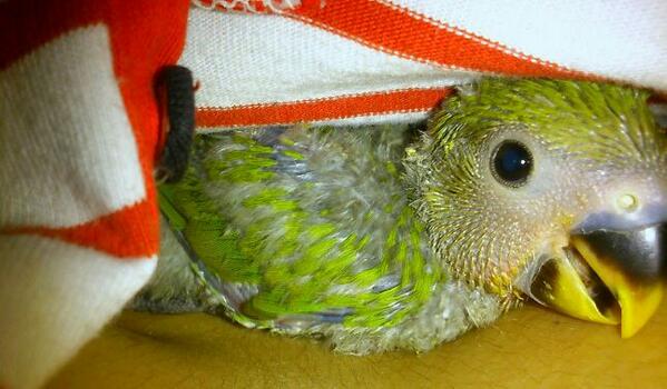 Tarabiruri's tweet photo. #BD Pancho http://t.co/ijeot908ZD