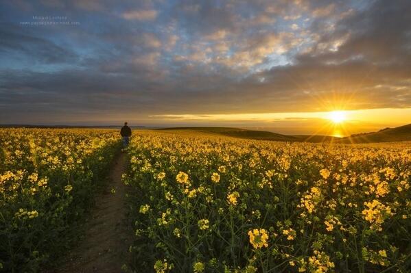 Gabriele_Corno's tweet photo. Towards the Sun @ Bay of Wissant, Pas-de-Calais, France by Mickaël Lootens #path #inspiration #spring #CGE #flowers http://t.co/stLUW1Wku2
