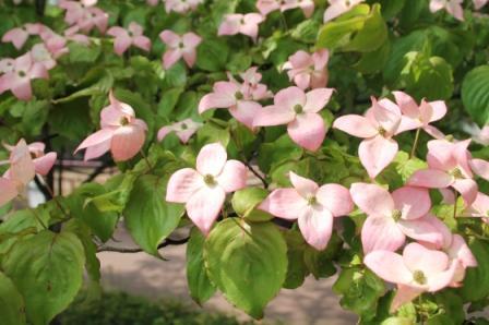 盛岡市動物公園 Zoomo 子供動物園周りではヤマボウシやカンボクの白い花 バイソンやカンガルーのいる草原ゾーンではベニ ヤマボウシのピンク色の花が満開です エゴノキやウツギの仲間も咲き始めて 花を見ながらの園内散策が楽しい季節ですよ ぜひご来園
