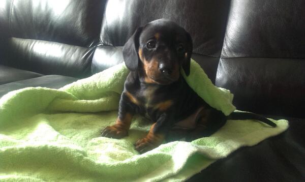 dijica's tweet photo. @ancicaKg :* :) Evo je Maša :) http://t.co/tssnDpEK6X