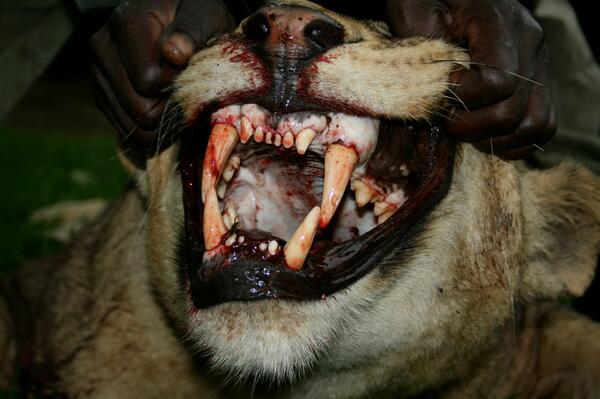 safari_classics's tweet photo. This was the mouth of an actual man-eater. Not sure I'd wanna mess with those teeth.  #dangerousgame http://t.co/4NGVyASAV4