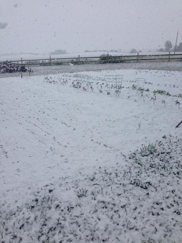 westernproducer's tweet image. Yikes! RT @weathernetwork: This is Rycroft, AB right now. #SnowinJune! Thanks Rose Mari Sephton!