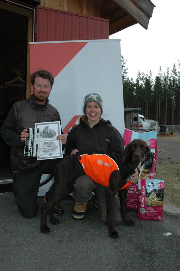 Saltfjellprøven hvor Huldremyras Aan Lilly DeLuxe fikk sin 1UK/v på høyfjellsprøve for stående fuglehunder.