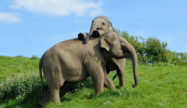 OfficialZSL's tweet photo. Our website http://t.co/43tcHOxEDc has just won the 2014 #BlueDropAwards for best mobile website! http://t.co/VrQD8g0qT6
