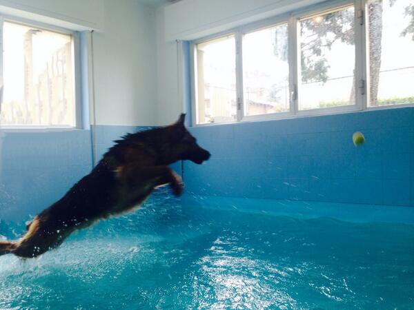 LucaBizzarri's tweet photo. Piscina. Pallina. http://t.co/sb7r9rkoWA