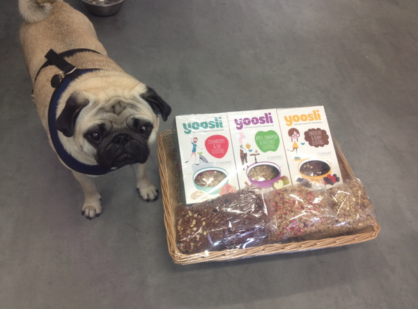 TheGateLondon's tweet photo. A big thanks to @MyYoosli for our cereal hampers! Doug the office pug loves it already. http://t.co/gvZnKAE9Pv