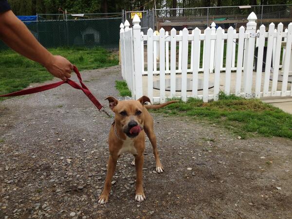 Liam, great with other dogs, very mellow and easy going-handsome boy.  Looking for his forever family!!