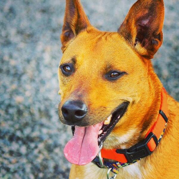 EvasPlayPups's tweet image. Iggy says, "Good morning, world!" #evasplaypupspa #endlessmountains #springorsummer #mountpleasant #badassbk