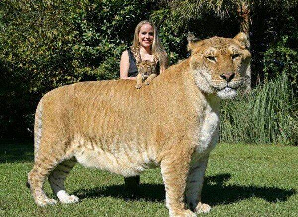 LorTen_'s tweet photo. "Cruce entre un león y una tigresa, el Ligre http://t.co/zzOzicTtKV" PANTERA!! @isdeliba @critenote @se_yo