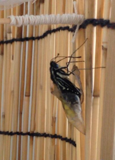 hamaduck0505's tweet photo. 春生まれの三兄弟は皆旅立ちました😊 http://t.co/oHouCV6HrY