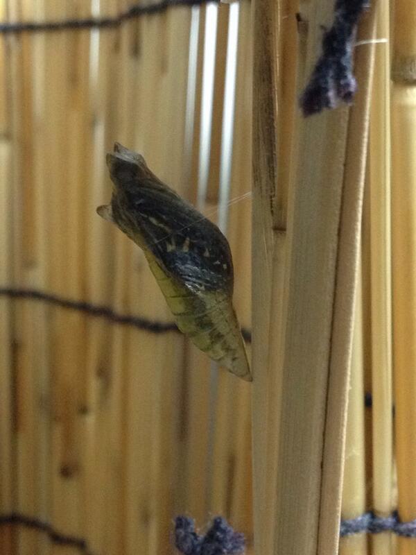 hamaduck0505's tweet photo. 春生まれの三兄弟は皆旅立ちました😊 http://t.co/oHouCV6HrY