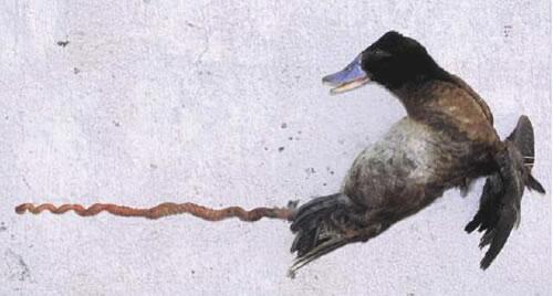 Fabriek uitslag Van streek What The F*** Facts on Twitter: "The Argentinian blue-bill lake duck has a penis that is 17 inches long. http://t.co/GYUBhzen6M" / Twitter Fabriek uitslag Van streek What The F*** Facts on Twitter: "The Argentinian blue-bill lake duck has a penis that is 17 inches long. http://t.co/GYUBhzen6M" / Twitter