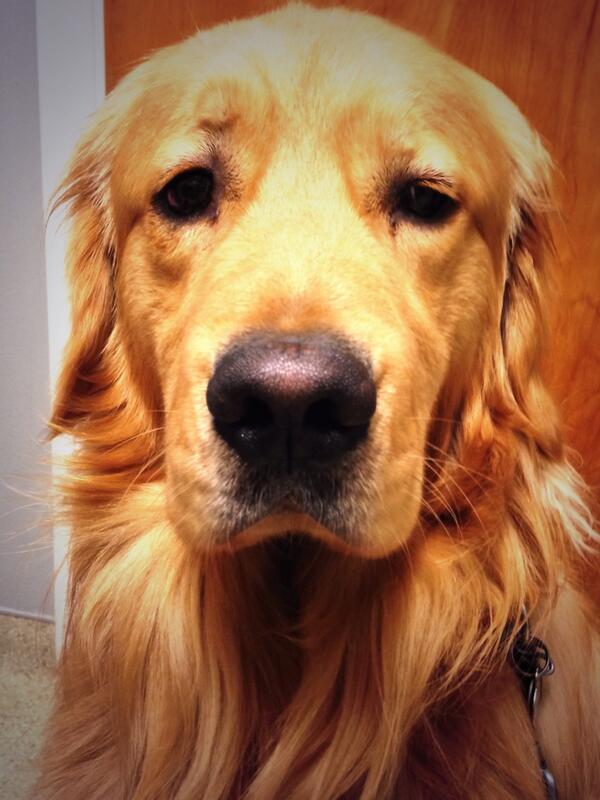 davidpatterson's tweet image. My baby at the vet with high temp and lethargy. Poor boy :(