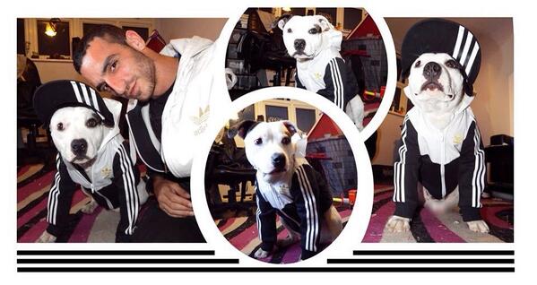 توییتر \ Ziggy Trixx در توییتر: hoodies! #dog #staffy http://t.co/f2iyHXnaRC»