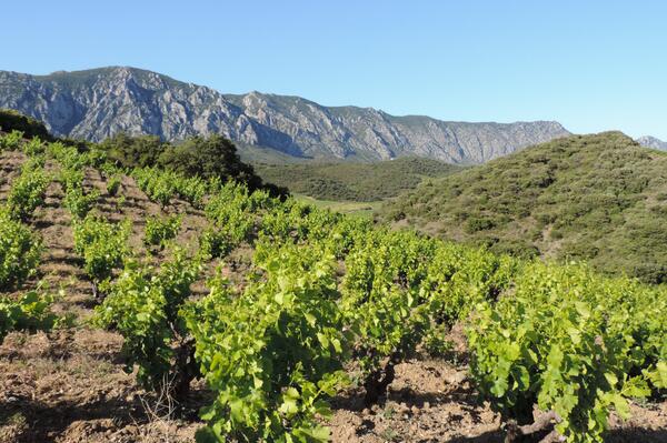 #Maury #Terroir #Raisin #Vendange #Vin