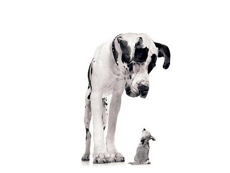 LanceMigliaccio's tweet photo. #QUOTE ITS NOT THE SIZE OF THE DOG IN THE FIGHT ITS THE SIZE OF THE FIGHT IN THE DOG Mark Twain @gidget1432 http://t.co/f0y1PZUkvU