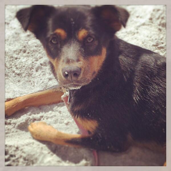 I love the beach. Digging holes right next to mommy's chair is my favorite!!