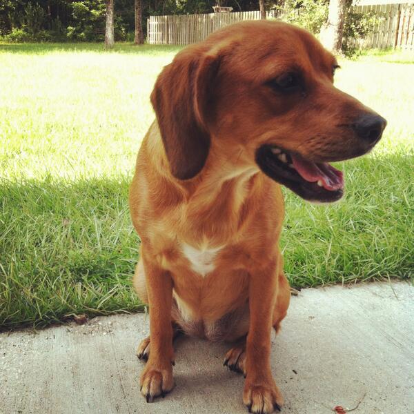 cutecatsvsdogs's tweet photo. #cutecatsvsdogs #dog http://t.co/EllIHEszSu