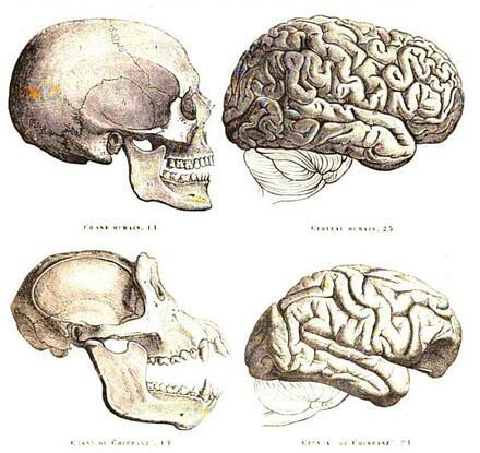 Human skull and brain and a chimp skull and brain. Pretty much the same. Pretty cool.