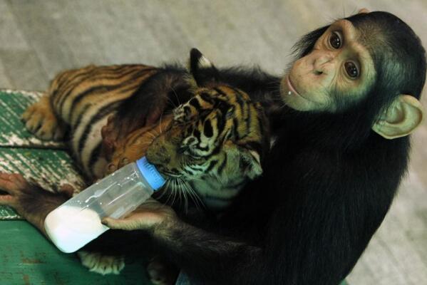 So cute and helpful. #savechimps