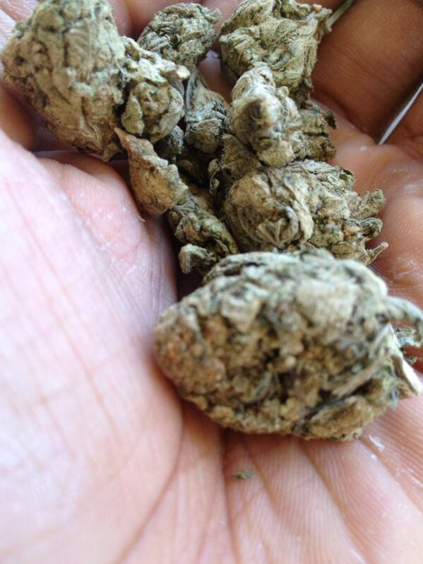 ichybooty's tweet photo. OG⛽⛽ http://t.co/2ZU851K03c