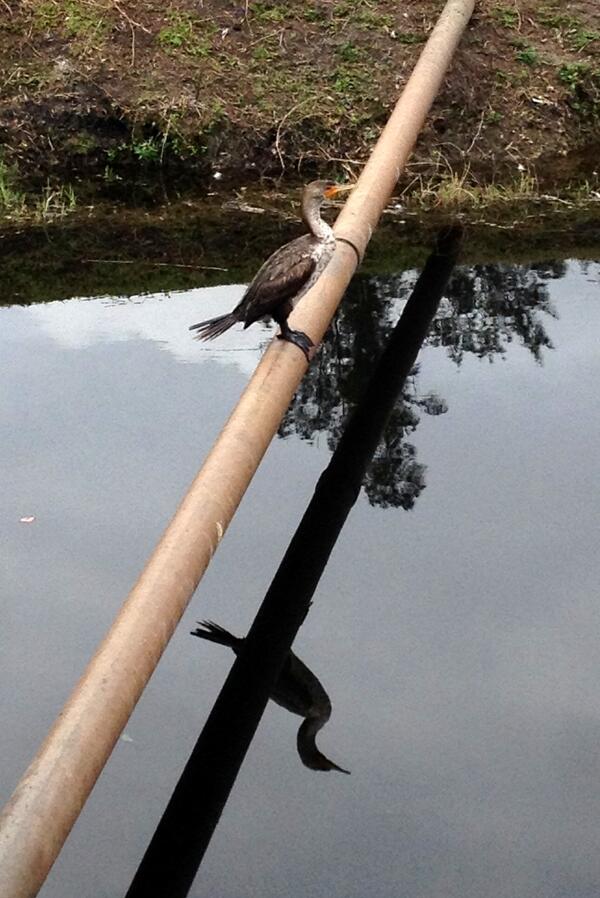 A cormorant playing with his shadow this morning on beautiful Miami Springs Golf Course