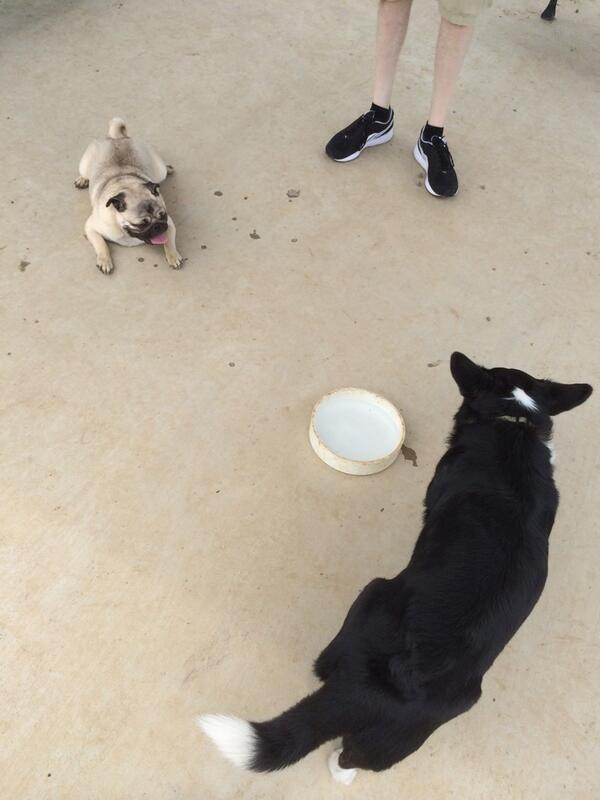 RaeNezL's tweet image. Went to @PetSafe dog park with #DobbyTheHouseCorgi. Hoping to learn proper #dogsocialization skills for him!