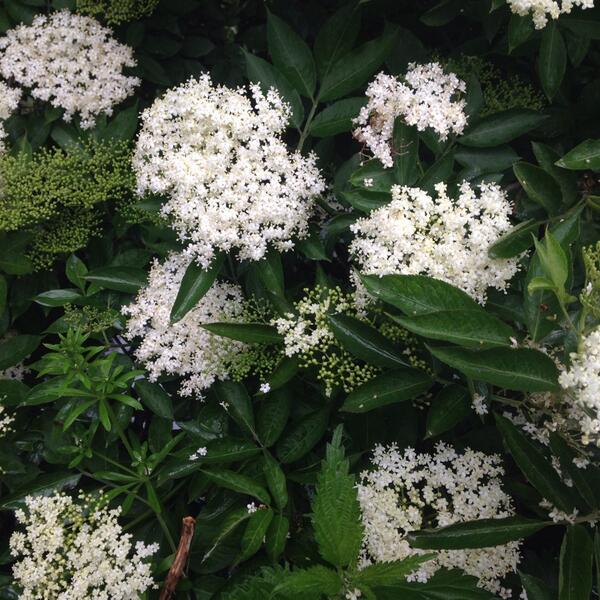 Hilsbils123's tweet photo. my delicious elderflower cordial has arrived at railroad. It's my best yet. Light, floral and lemony , just right http://t.co/Q3nra76ESS