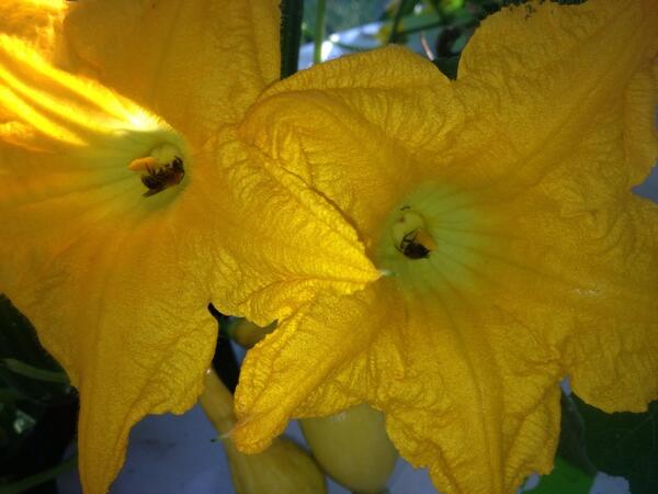 NovemberGlenn's tweet image. #naturerocks my @TowerGarden Squash blooms #beesatwork #makingmygardengrow ambertackett.towergarden.com