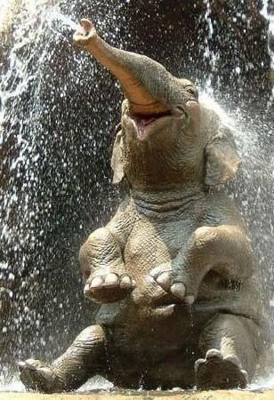 _Paisajes_'s tweet photo. Nombrada como una de las fotos mas felices de la historia! http://t.co/eeabzYRfDA