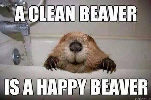 velvetswingers's tweet photo. A clean beaver is a happy beaver http://t.co/TpKzwtrwCF