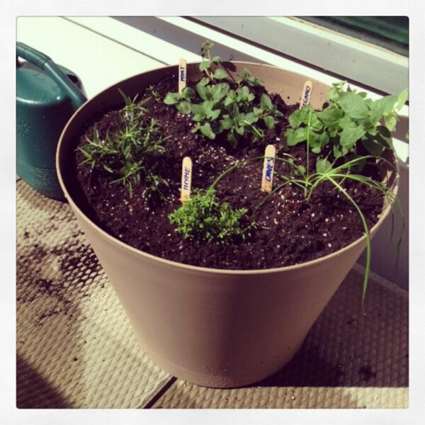 UnitedWayWpg's tweet photo. Our balcony garden is pretty wee at the moment. But it will grow. And then we're going to eat it! #EnviroWeek2014 http://t.co/Hqga3F5r55