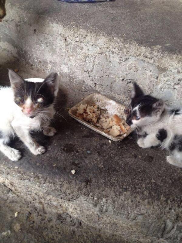 TCylz's tweet photo. @AcilYuva #izmir Nasil yasicaklar sokakta??????? Ne olur yüreginizi acin!!!!!!!!! Ne kadar yer kapliyabilirler ki???? http://t.co/L7Edh20FG4