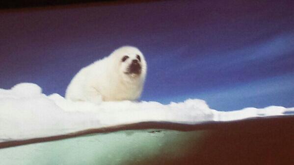 jay_gross's tweet photo. Harp seal by David doubilet #coralfireice #incredible http://t.co/UzfDYUxAQA