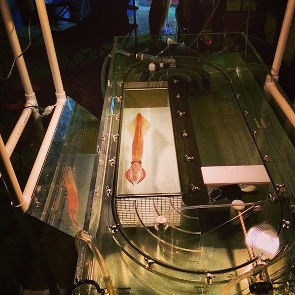 On Instagram? oceanbites just posted a photo and tagged #OceanAcidification