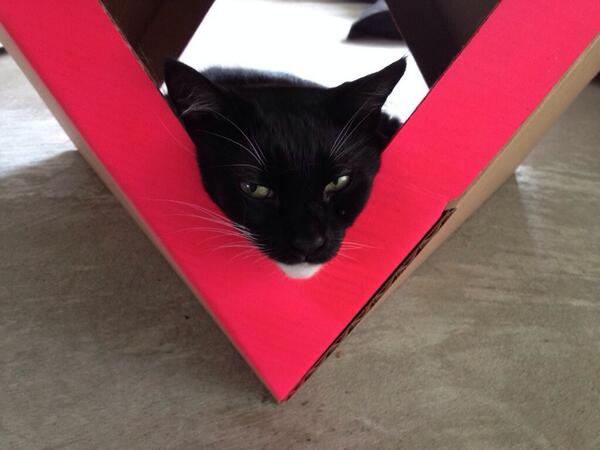 cat_chitecture's tweet image. Lessons in ergonomics #catchitecture #catsofinstagram