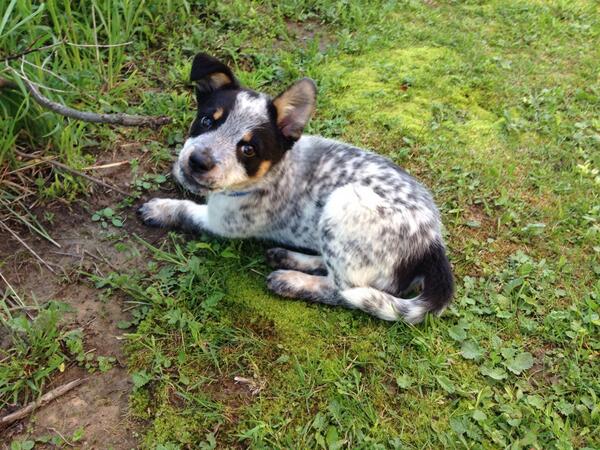 DailyDoub's tweet image. Moses was chewing on cans, now he's eating shotgun shells! #OLord