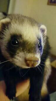 LoveShenanigans's tweet image. My baby boy Darko 💜
Such a character! SO funny! 😝
#cute #ferret #pet #adorable #dooking #sockthief #love #animals
