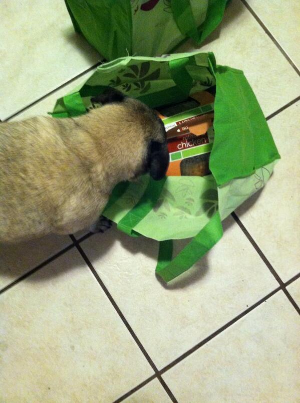 ShannonSniffin's tweet photo. @HamiltonPug Possessive of toys? Nah. Just rotisserie chickens. #pugchat http://t.co/5ShT93OSF2