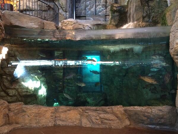 AjVaught's tweet photo. 500 RTs and I'll jump in the fish tank at Bass Pro🐠🐟 http://t.co/FNfFOEFqgj