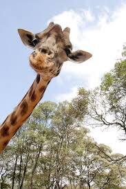 JHunt1's tweet photo. Happy bday long neck @cole_harper123 http://t.co/5OLC30KR8y