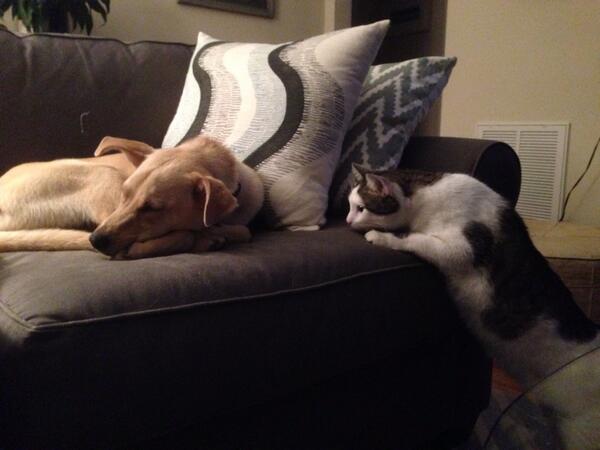 RubyandLavon's tweet image. Meow. Blondie is in my spot!